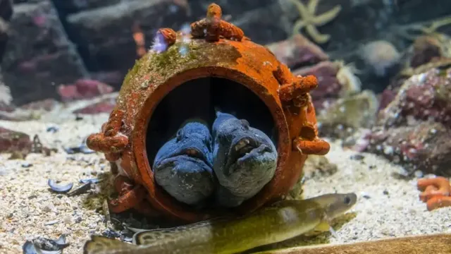 How to Make an Aquarium with Clay: A Step-by-Step Guide.