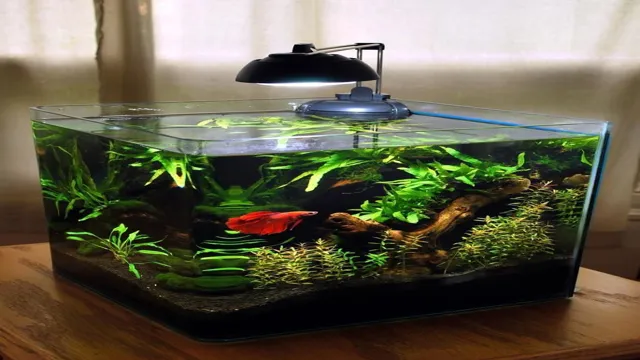 How to Make Betta Fish Aquarium: A Step-by-Step Guide for Beginners