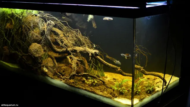 How to Make Biotope Aquarium: A Step-by-Step Guide for Beginners