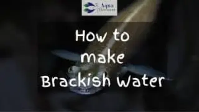 How to Make a Brackish Water Aquarium – A Comprehensive Guide