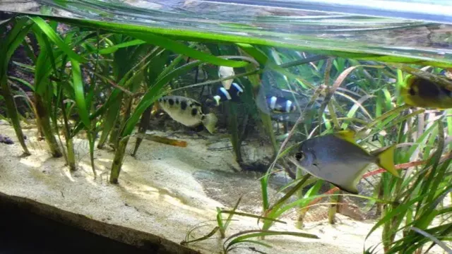 how to make brackish water for aquarium use