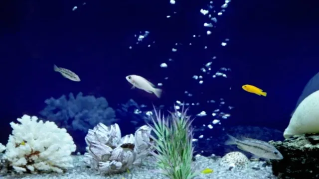 How to Make Bubbles in Aquarium: A Step-by-Step Guide for Producing Air Bubbles in Your Fish Tank