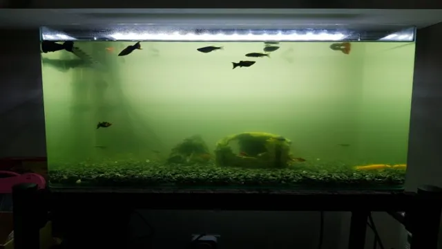 How to Make Cloudy Aquarium Water Clear: Simple Tips for Crystal Clear Tanks