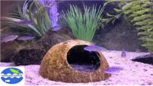 how to make coconut cave for aquarium