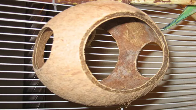 How to Make a Coconut Hut for Aquarium: A Step-by-Step Guide to DIY Coconut Hut!