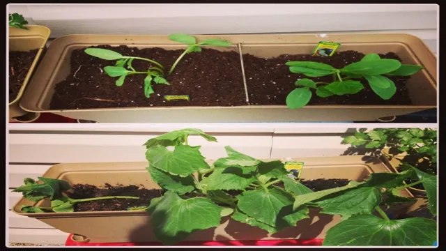 How to Make Cucumbers for an Aquarium: A Complete Guide to Cucumber Feeding for Healthy Fish