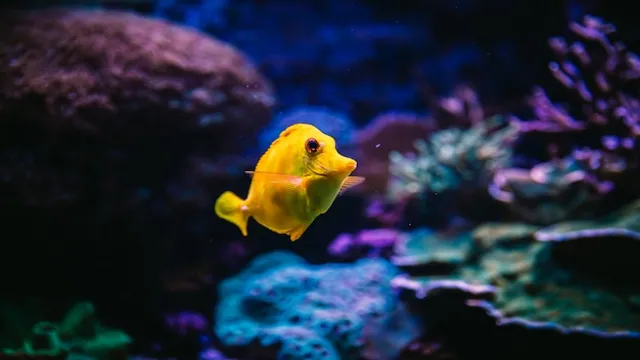 how to make different levels fish habitat inside an aquarium