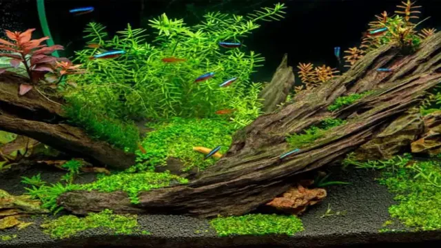 How to Make Driftwood for an Aquarium: A Step-by-Step Guide for Beginner Aquarists