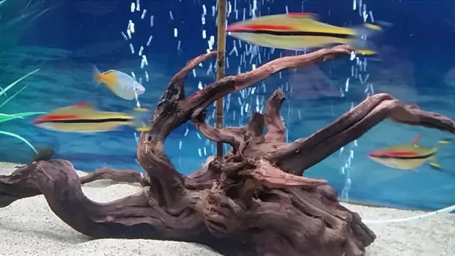 How to Make Driftwood Safe for Aquariums: Simple yet Effective Methods