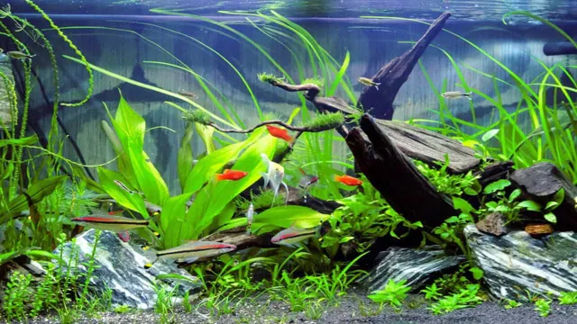 How to Make Driftwood Sink in Aquarium: Easy Methods and Tips.