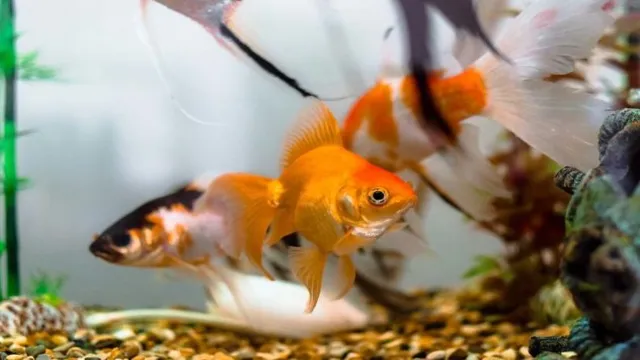 how to make fish active in aquarium