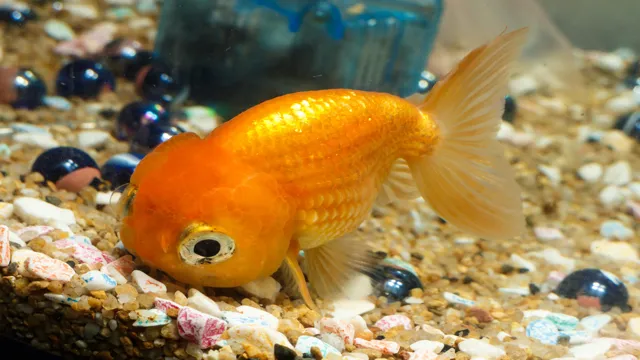 how to make fish breed in aquarium