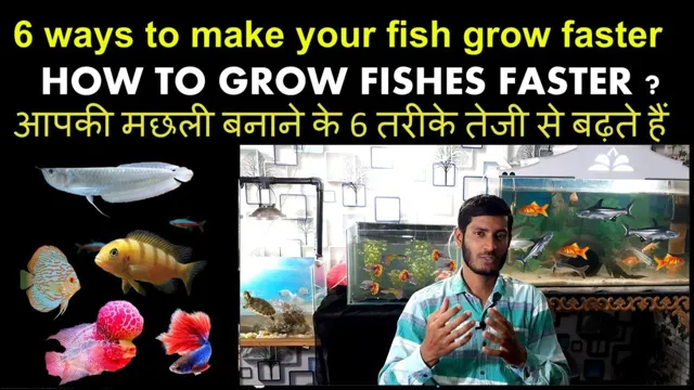 How to Make Fish Grow Faster in Aquarium: Proven Tips and Tricks