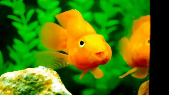 How to Make Fish Happy in Aquarium: 10 Simple Tips to Keep Your Fish Healthy and Active