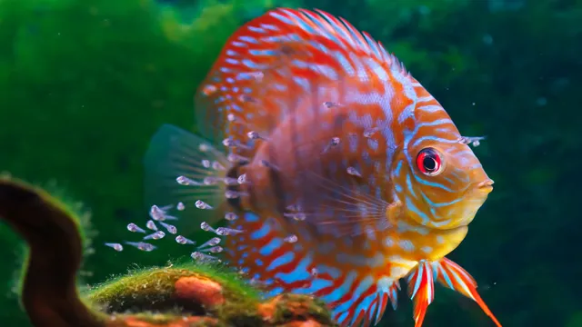 How to Make Fish Live Longer in Aquarium: Tips for Increasing Lifespan