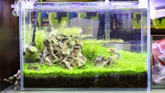 How to Make Freshwater Aquarium Crystal Clear: 6 Simple Steps for a Pristine Tank