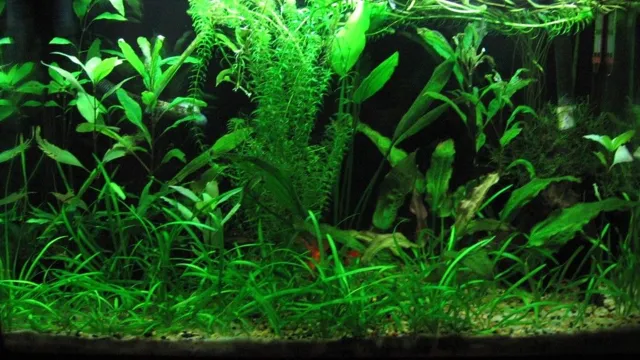 how to make green water aquarium