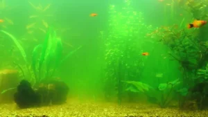 how to make green water aquarium