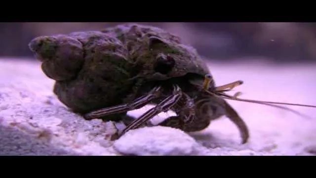 how to make hermit crab salt water with aquarium salt
