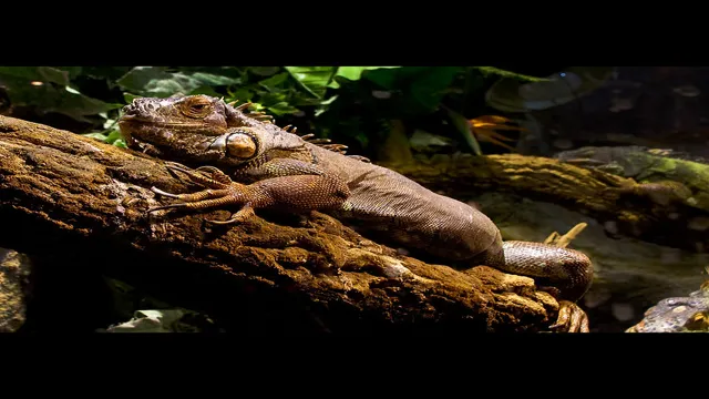 How to Make an Iguana Aquarium: A Beginner’s Guide to Creating a Comfortable Habitat