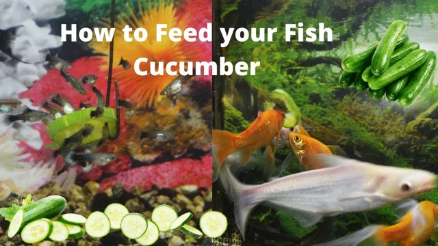 how to make live food for aquarium fish