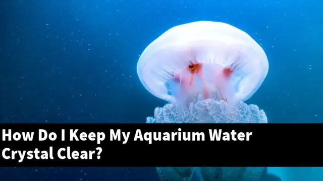 how to make marine aquarium water crystal clear