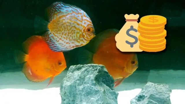 how to make money selling aquarium fish