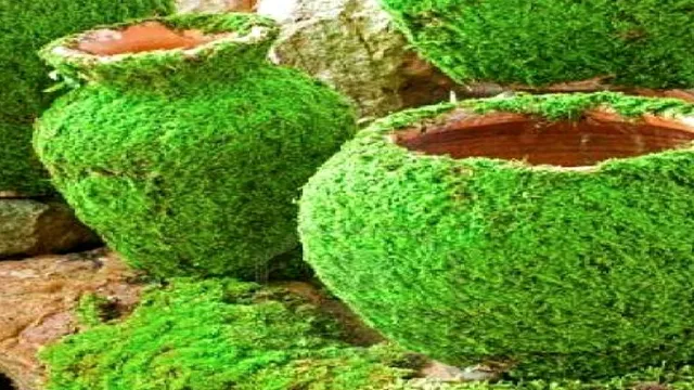 how to make moss grow on rocks in aquarium