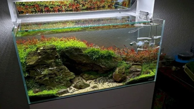 How to Make Old Aquarium Look New: Tips and Tricks for Revamping your Old Aquarium into a Stunning Tank in 2021