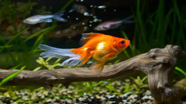 How to Make Ornaments Aquarium Safe: A Guide to Ensuring the Safety of Your Fish and Decoration