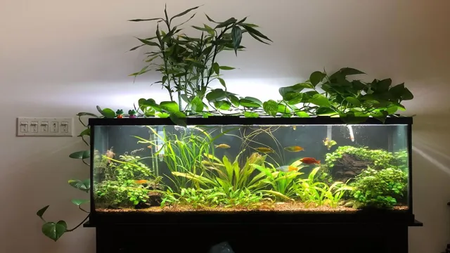how to make planted aquarium in home