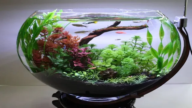 How to Make a Stunning Planted Aquarium in Home: A Simple Guide for Beginners