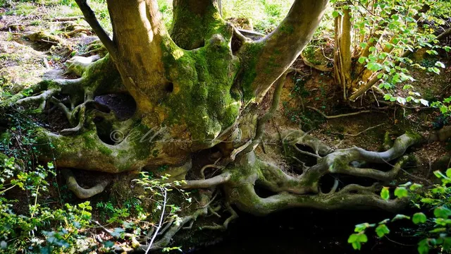 How to Make Roots in an Aquarium: A Step-by-Step Guide for Healthy Aquatic Plants