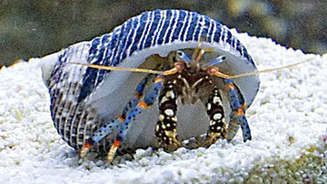 how to make saltwater for hermit crabs using aquarium salt