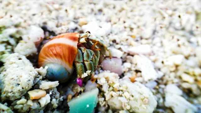 How to Make Saltwater for Hermit Crabs Using Aquarium Salt: A Step-by-Step Guide