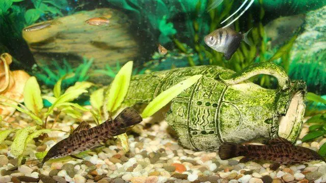 how to make self sustaining freshwater aquarium