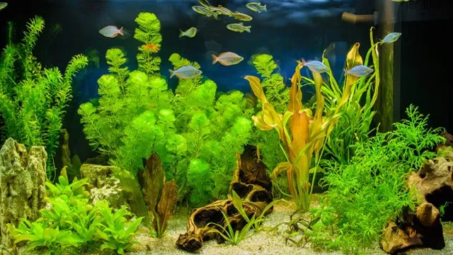 How to Make Silk Aquarium Plants: A Step-by-Step Guide for Stunning Underwater Decor