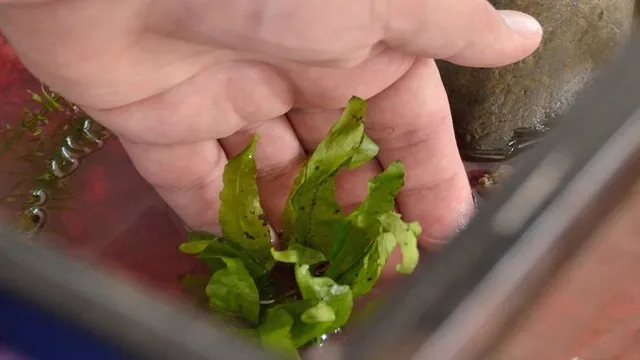 how to make soil for aquarium plants