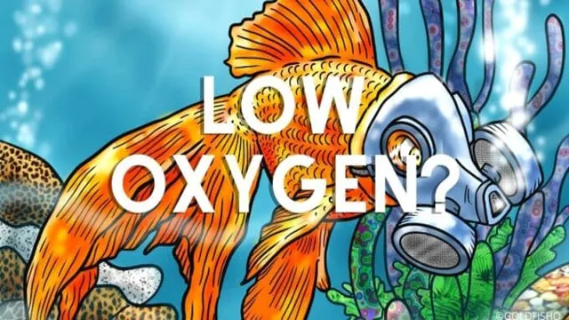 how to make sure aquarium has enough oxygen