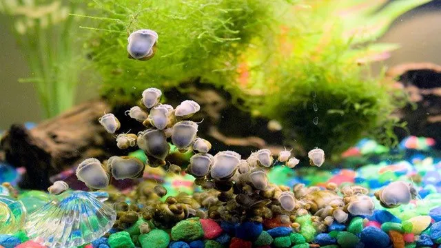 how to make sure aquarium plants are snail free