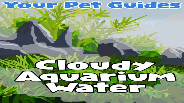 how to make sure your aquarium water isnt cloudy