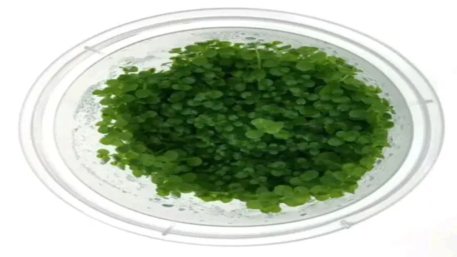 how to make tissue culture aquarium plants