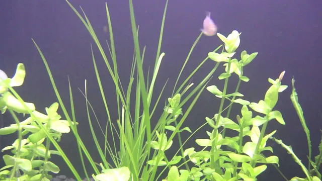 How to Make Tissue Culture Aquarium Plants: Grow Vibrant and Healthy Aquatic Plants Easily