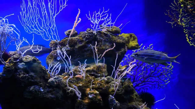 how to make top for saltwater aquarium