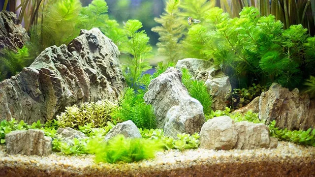 How to Make Toxic Decor Aquarium Safe: Easy Tips and Tricks