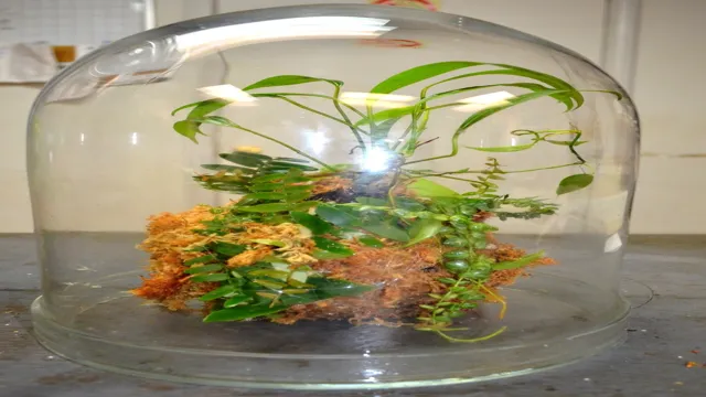 How to Make a Wabi Kusa Aquarium: Step-by-Step Guide for Beginners