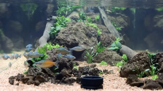 How to Make Water More Acidic in Aquarium: Tips and Tricks.