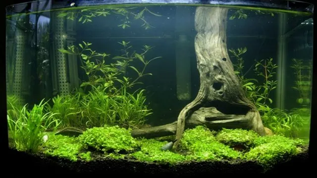 how to make wood aquarium tree