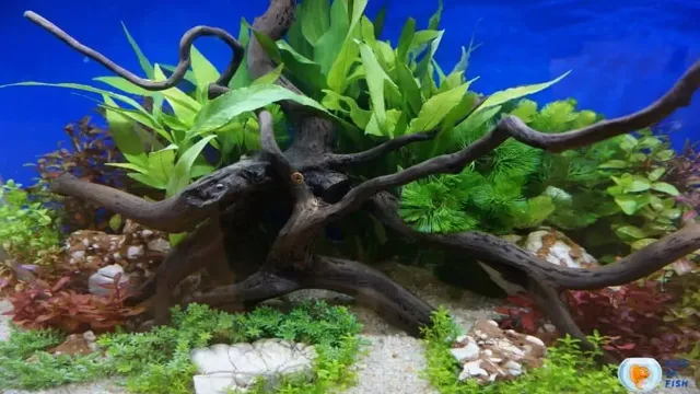 how to make wood for aquarium