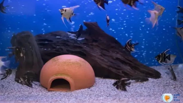 how to make wood safe for aquariums